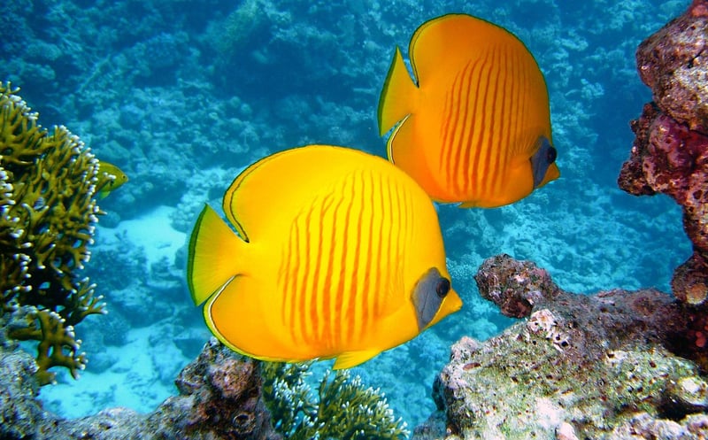 Coral Reef